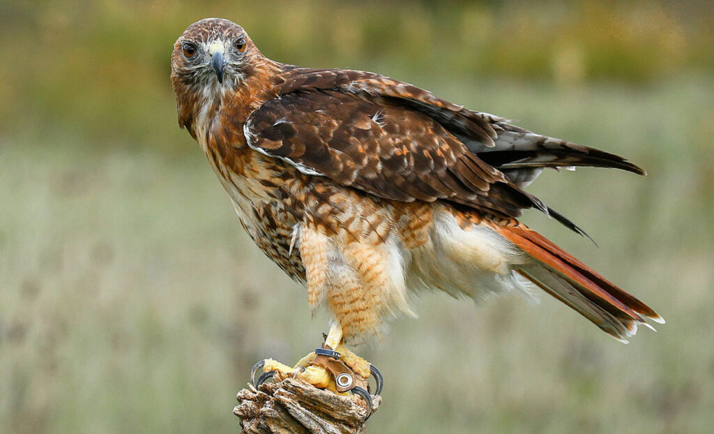 What Is Hawk Migration