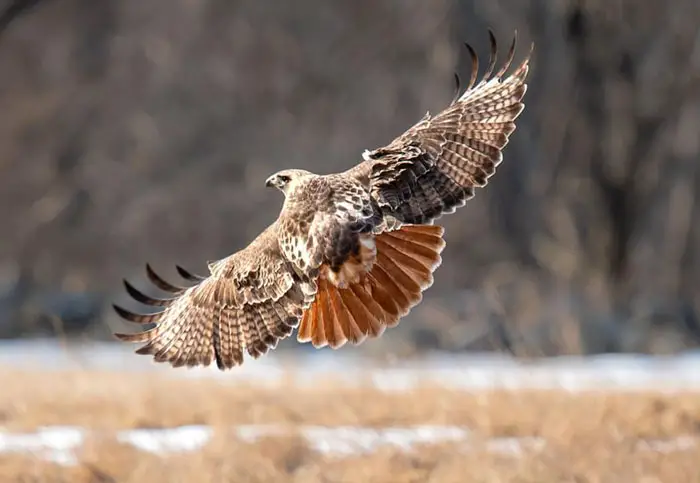 Hawk Migration