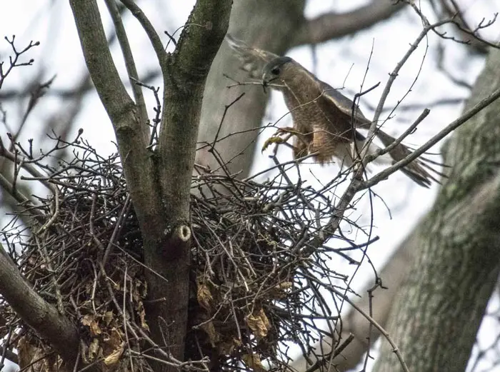 Hawk Nest Building Habits