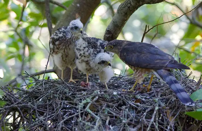 Hawk Nest Site Selection