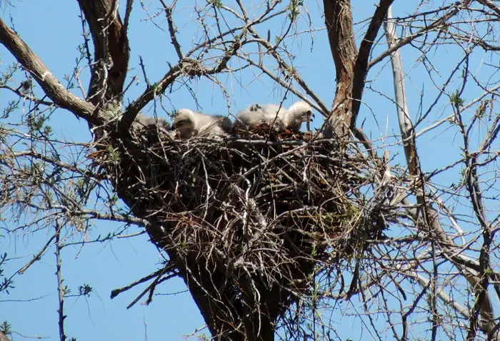 Hawk Nest Size