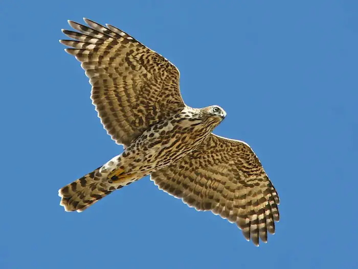Hawk Photos For Identification