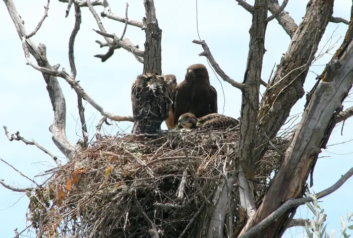 Hawk Populations