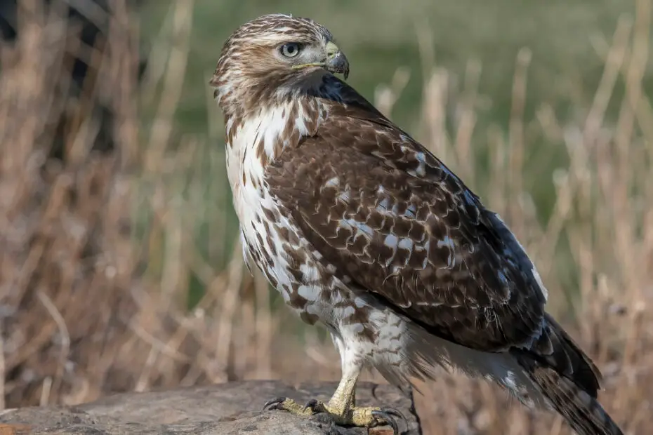 Hawk Predators