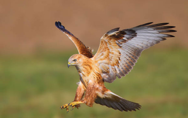 Hawk attack