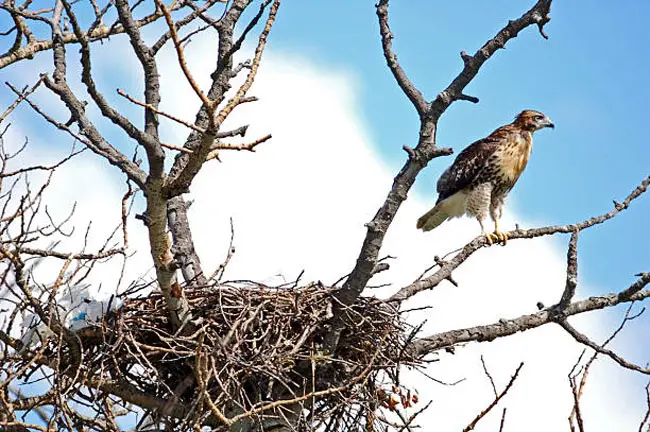 Hawk building its nest on a high perch