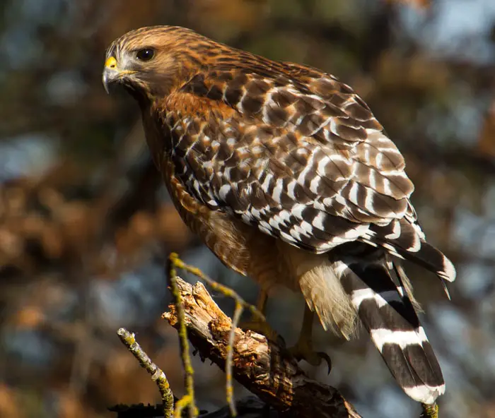 Hawks Behavioral Adaptations