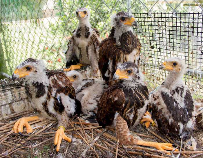 Hawks Captive Breeding