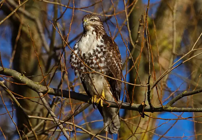 Hawks Differences in Hunting Efficiency