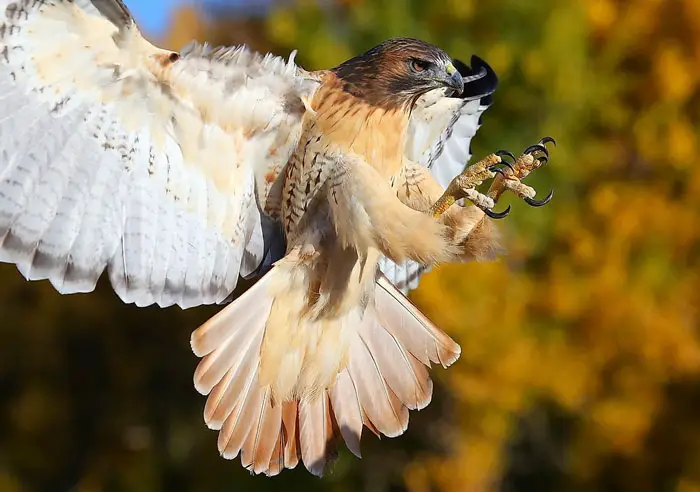 Hawks' Flying Behavior