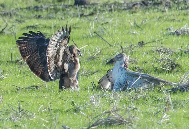 Hawks' Group Behavior