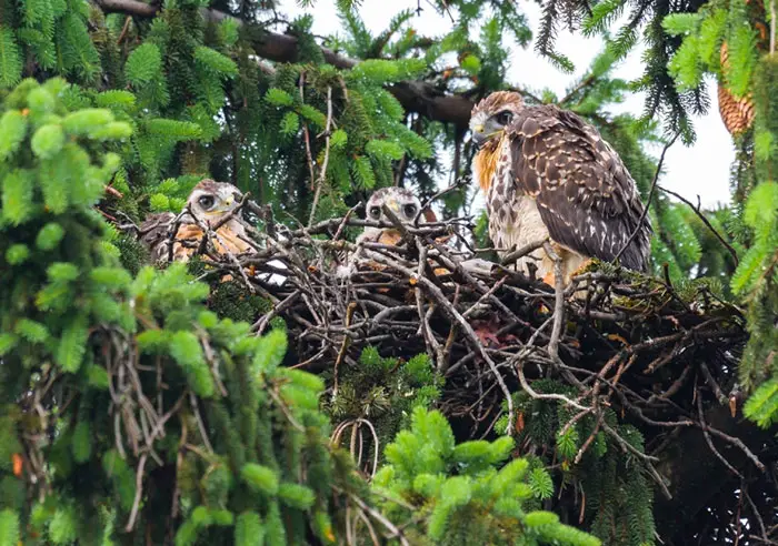 Hawks Habitat