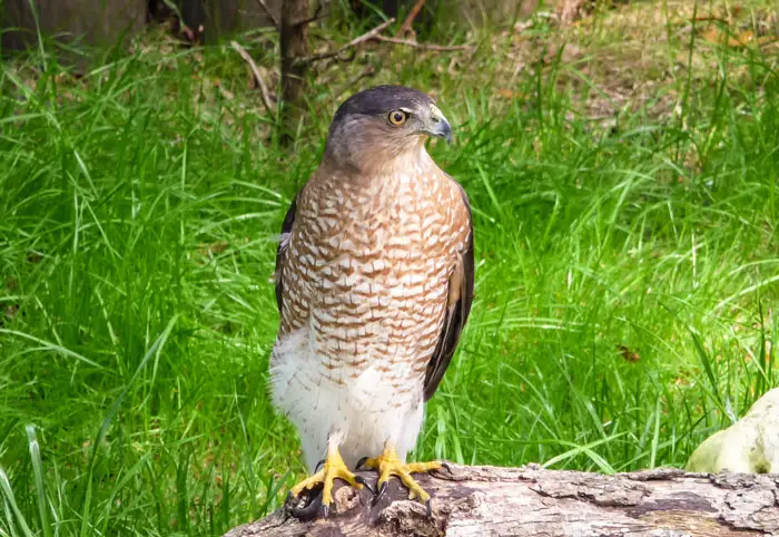 Hawks Hunting