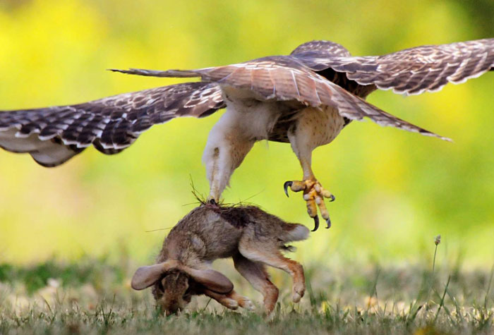 Hawks Hunting and Capturing Prey