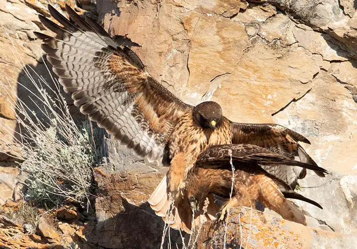 Hawks’ Mating and Breeding Season