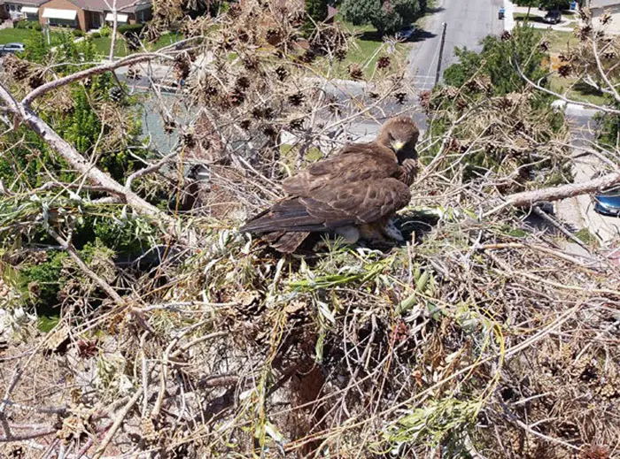 Hawks Nesting Sites Conservation Improves Nesting Activities