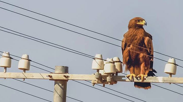 Hawks Power Line Mitigation