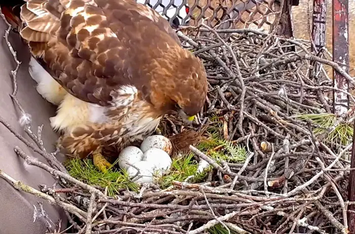 Hawks’ Social Behavior Compared to Other Birds