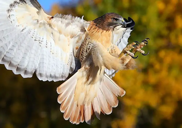 Hawks Territorial Behavior