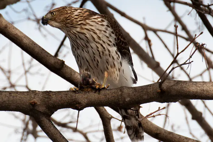 Hawks To Attack Humans