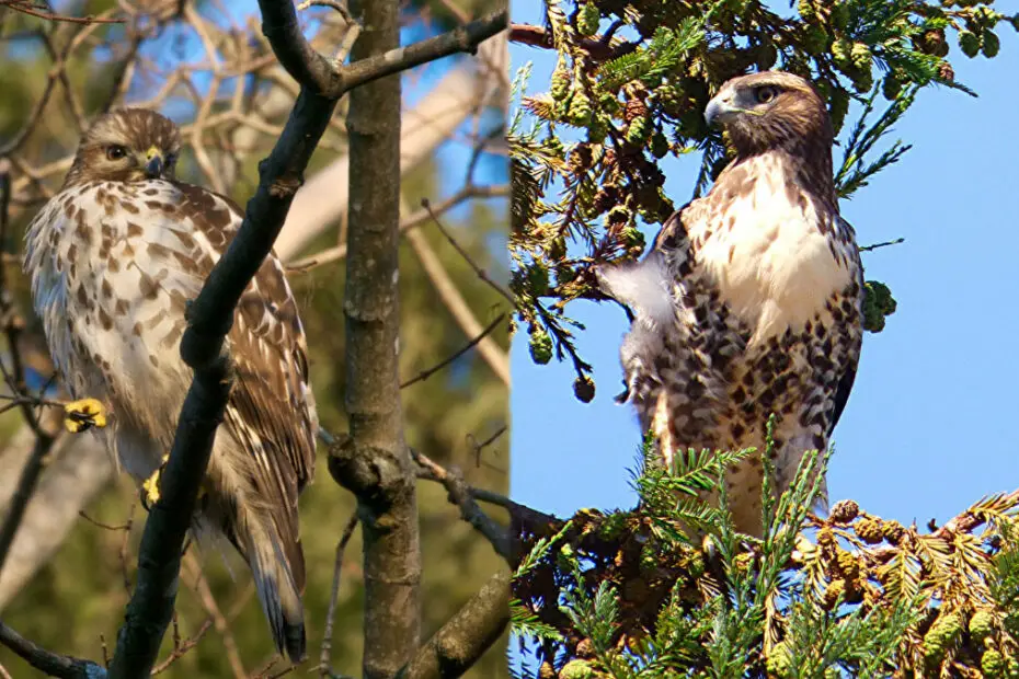 Hawks Vs Falcons