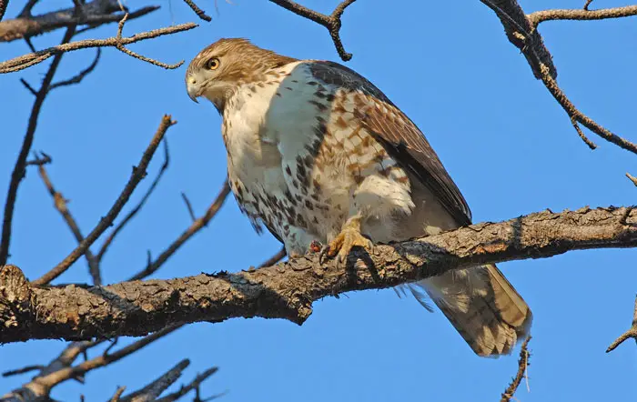 Hawks in Social Behavior