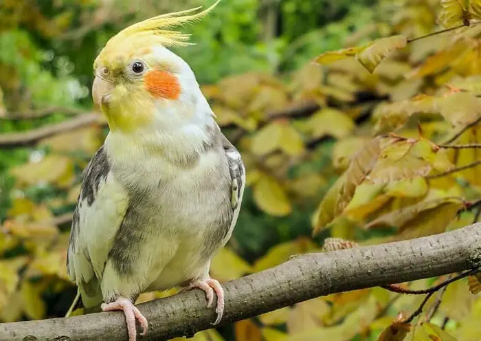 Healthy Cockatiels