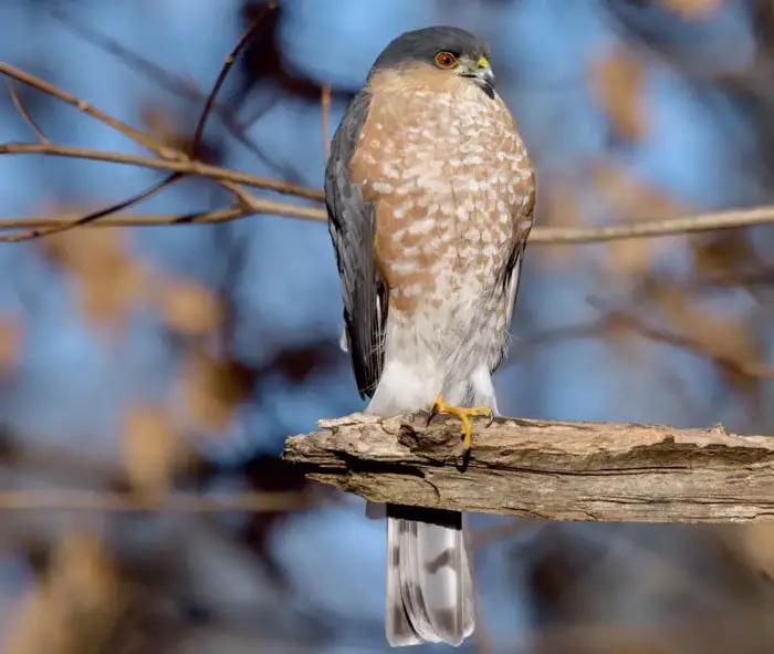 High-Quality Hawk Photos For Identification