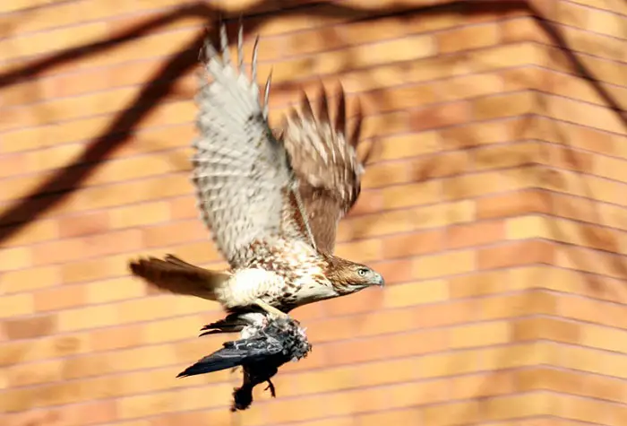 How Changes In Hawk Diets