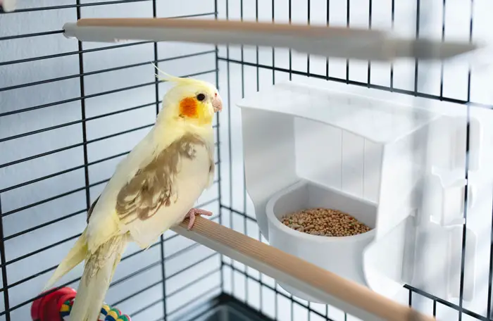 How Do You Pick The Right Travel Cage For Your Pet Cockatiel