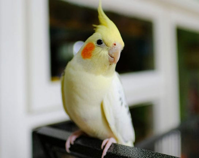 How Exercise Supports a Cockatiel’s Health