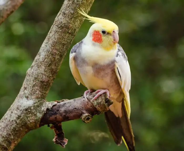 How Exercise Supports a Cockatiel’s Health