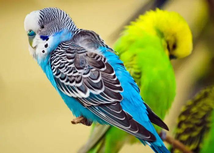 How Feather Plucking Can Affect A Budgie's Health