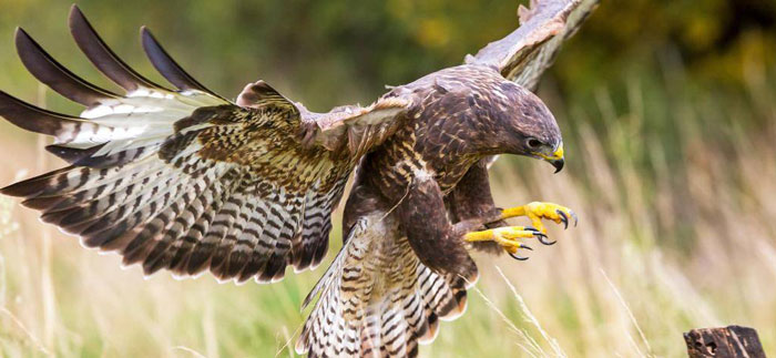 How Hawk Food Preferences Affect Their Ecological Role