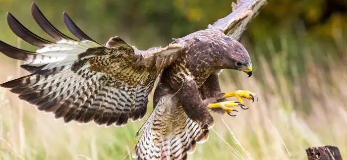 How Hawk Food Preferences Affect Their Ecological Role