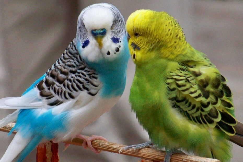 How Long Can A Budgie Live With A Tumor?