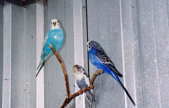 How Long Do Budgies Live