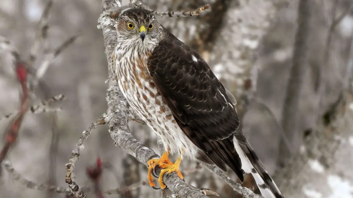 How Long Do Hawks Live?
