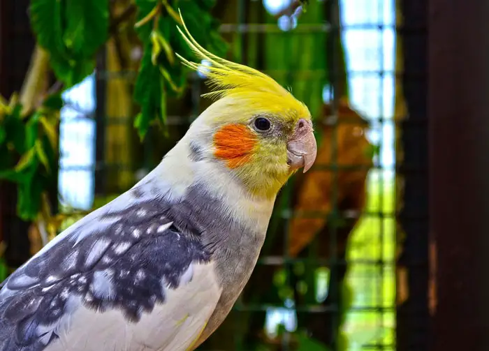 How Mutations Affect Pigmentation And Feather Structure