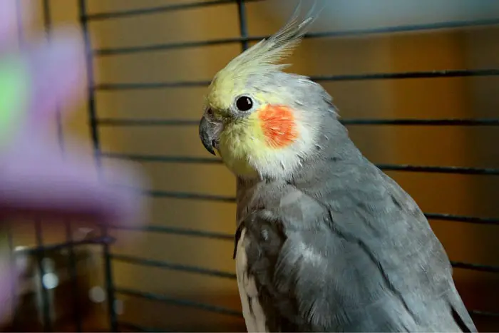 How To Address Common Behavioral Issues Related to Cockatiel