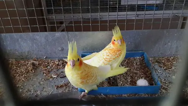 How To Breed Cockatiels For Specific Colors and Mutations