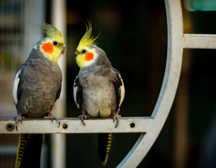How To Choose Birds With Compatible Personalities and Behavior