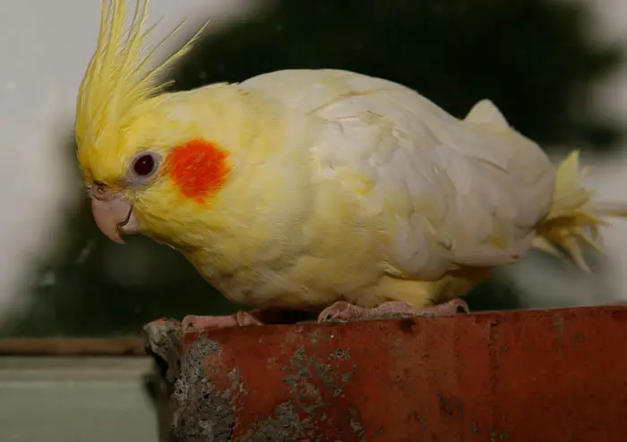 How To Handle Typical Feeding-Related Concerns With Cockatiels