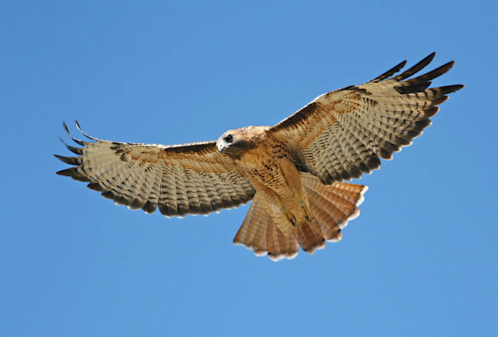 How To Identify Migrating Hawks