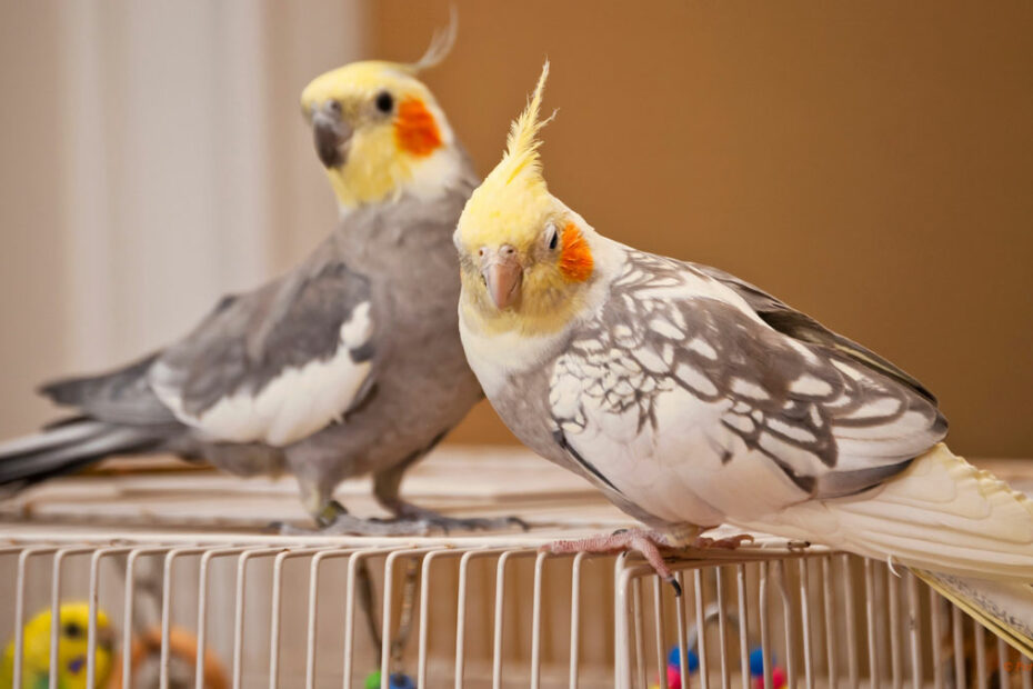 How To Introduce A New Cockatiel To Your Existing Birds