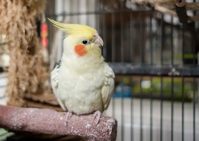 How To Manage Cockatiel Noise Levels