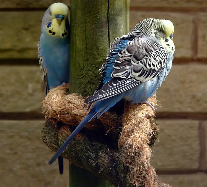 How To Manage Stress And Anxiety In Budgies