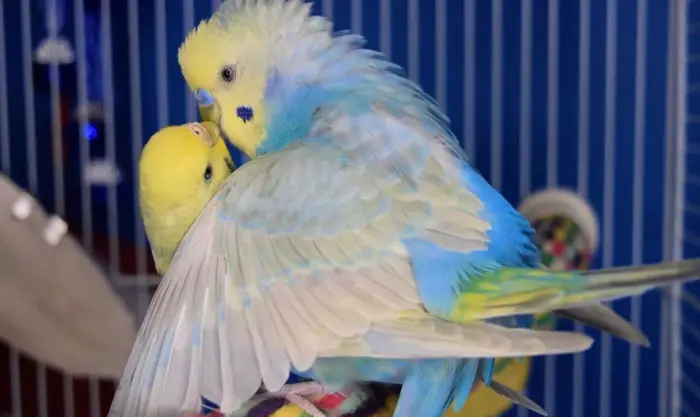 How To Practise Good Budgie Breeding