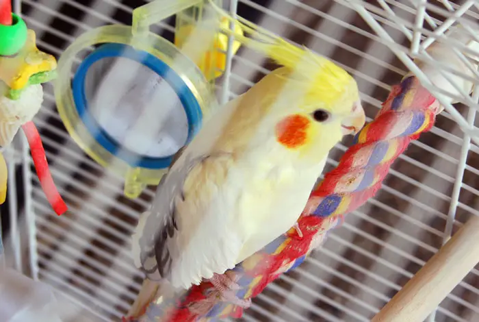 How To Prepare Your Pet Bird For A Smooth Long-Distance Travel Experience