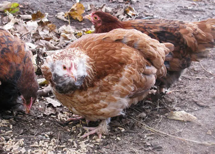 Guidelines For Safe And Humane Killing Of Hawks For Chicken Protection